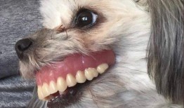 娱乐吃瓜酱狗戴上假牙,狗戴假牙背后的秘密大揭秘